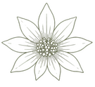 Flannel Flower Symbol Smalle